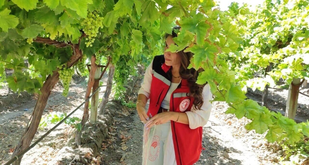 Manisa'da erkenci "Superior Seedless" üzümünün hasat tarihi 15 Temmuz 2025,